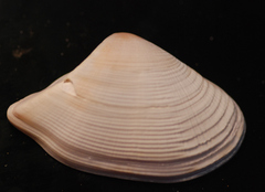 Donacidae