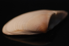 Donacidae