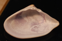 Donacidae