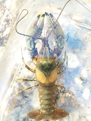 Faxonius yanahlindus