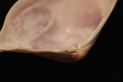 Donacidae