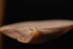 Donacidae
