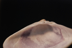 Donacidae