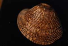 Gafrarium divaricatum