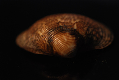 Gafrarium divaricatum