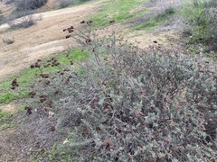 Eriogonum fasciculatum polifolium