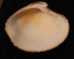 Gafrarium divaricatum