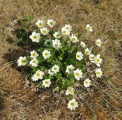 Anemonastrum