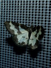 Lomaspilis marginata