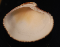 Gafrarium divaricatum