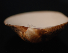 Gafrarium divaricatum