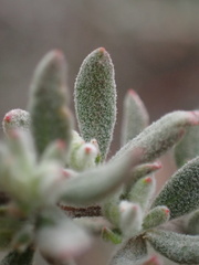 Eriogonum fasciculatum polifolium