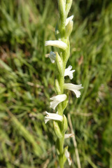 Spiranthes aestivalis