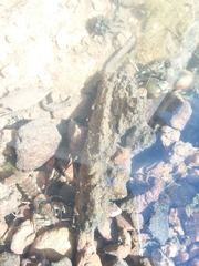 Faxonius yanahlindus