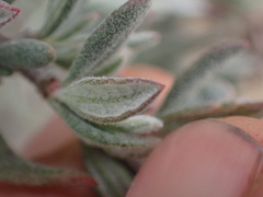 Eriogonum fasciculatum polifolium