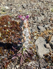 Pedicularis lanata