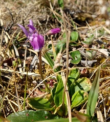 Primula frigida