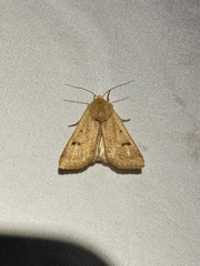 Dichagyris variabilis