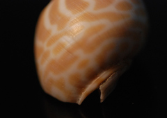 Babylonia spirata