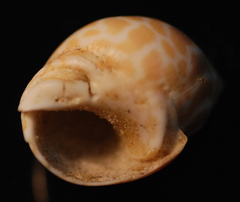 Babylonia spirata