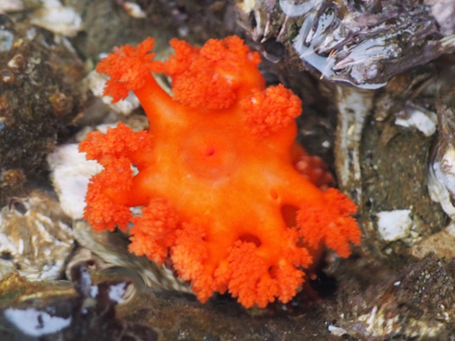 Orange Sea Cucumber, photo 3 of 10