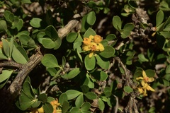 Berberis montana