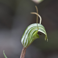 Pterostylis trullifolia