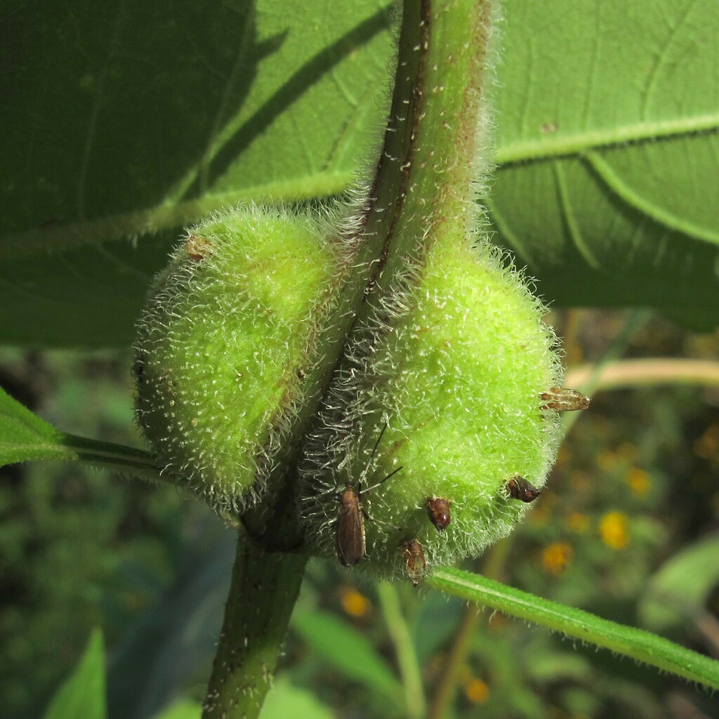 Sunflower Purse Gall Midge