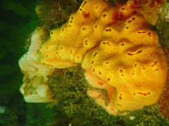 Aplidium