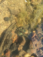 Faxonius yanahlindus