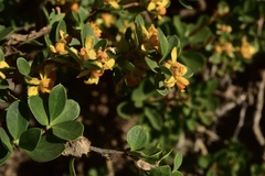 Berberis montana