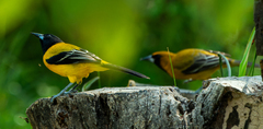 Icterus graduacauda