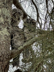 Podargus strigoides strigoides