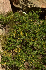 Berberis montana