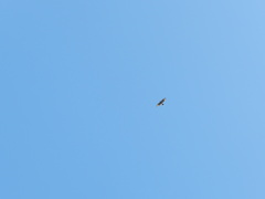 Parabuteo unicinctus