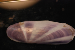 Siliqua radiata