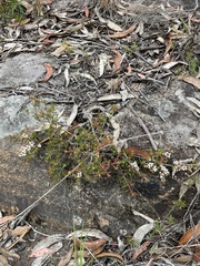 Leptospermum arachnoides