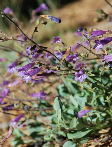 Penstemon caesius