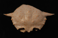Matuta