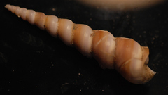 Turritellidae