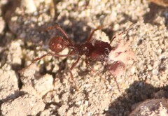 Acromyrmex versicolor