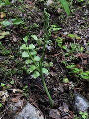 Botrychium crenulatum