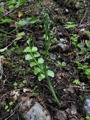 Botrychium crenulatum