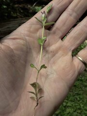 Gentianella amarella acuta