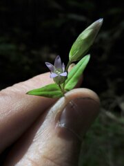 Gentianella amarella acuta