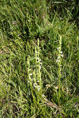 Spiranthes aestivalis
