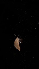 Hypsopygia binodulalis