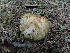 Suillus elbensis