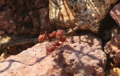 Acromyrmex versicolor