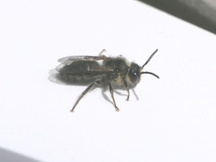 Leioproctus